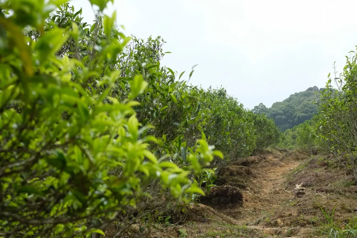 凤凰乌岽山场/茶树