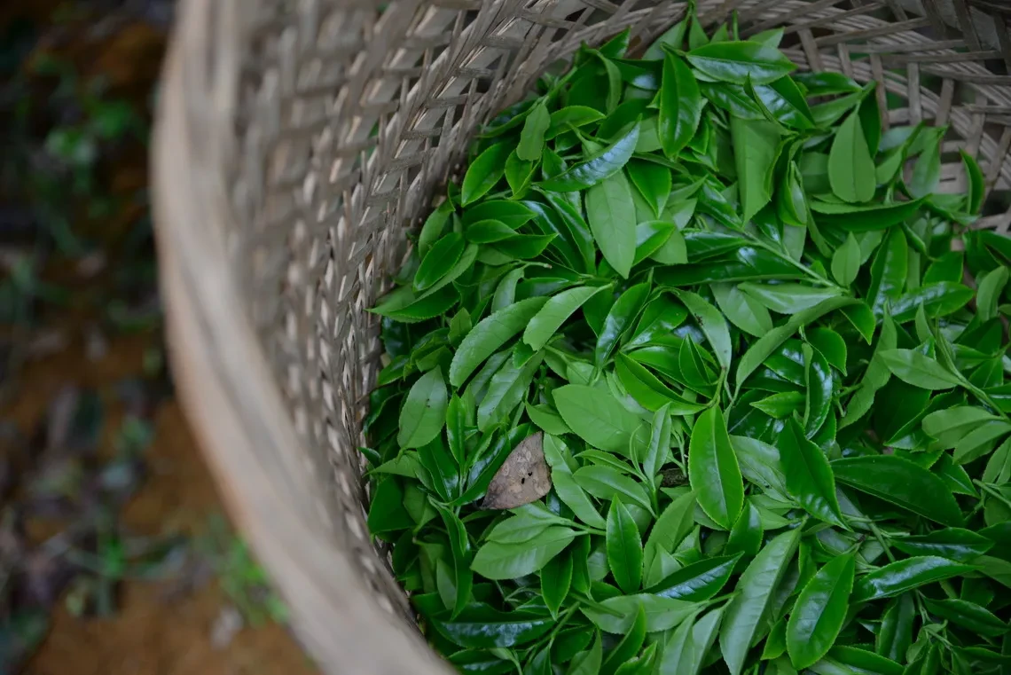 大庵 宋种单丛茶 春茶采摘