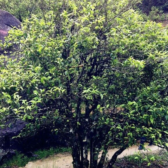生长于凤西中坪村的姜花香单丛母树