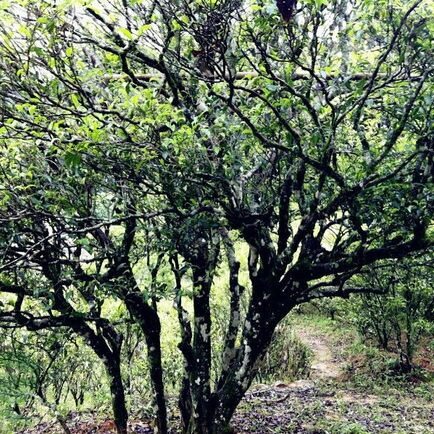 蜜兰香单丛的母树