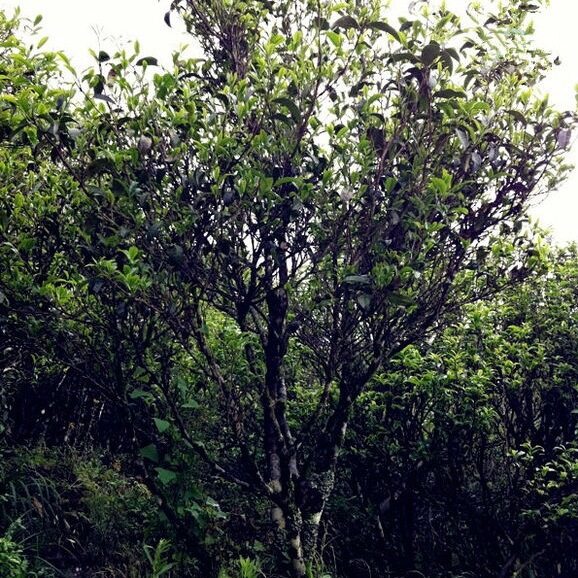 茉莉香单丛母树