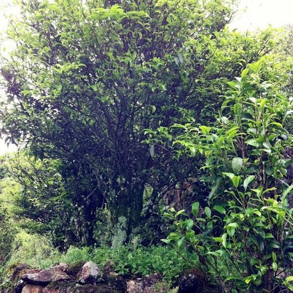 桂花香单丛母树