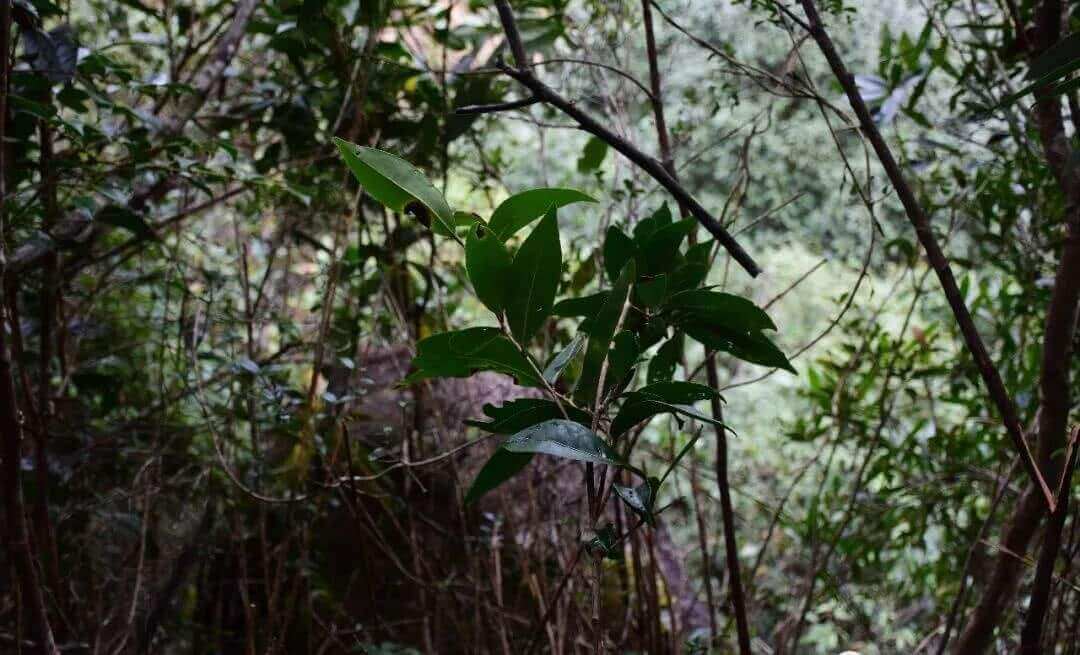 凤凰深山里的野生红茵茶树