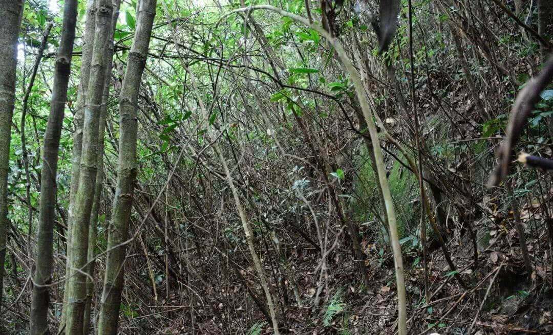 凤凰深山里的野生红茵茶树