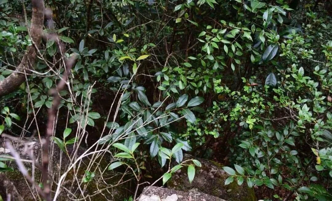 凤凰深山里的野生红茵茶树