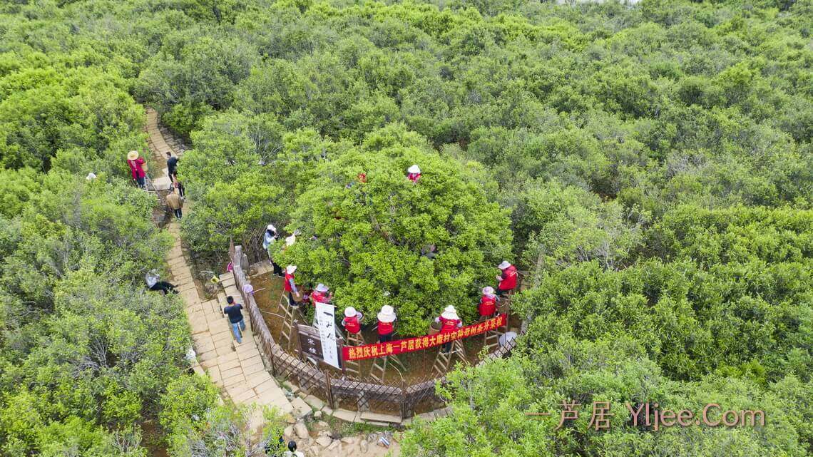 凤凰大庵村,宋种单丛正在采摘