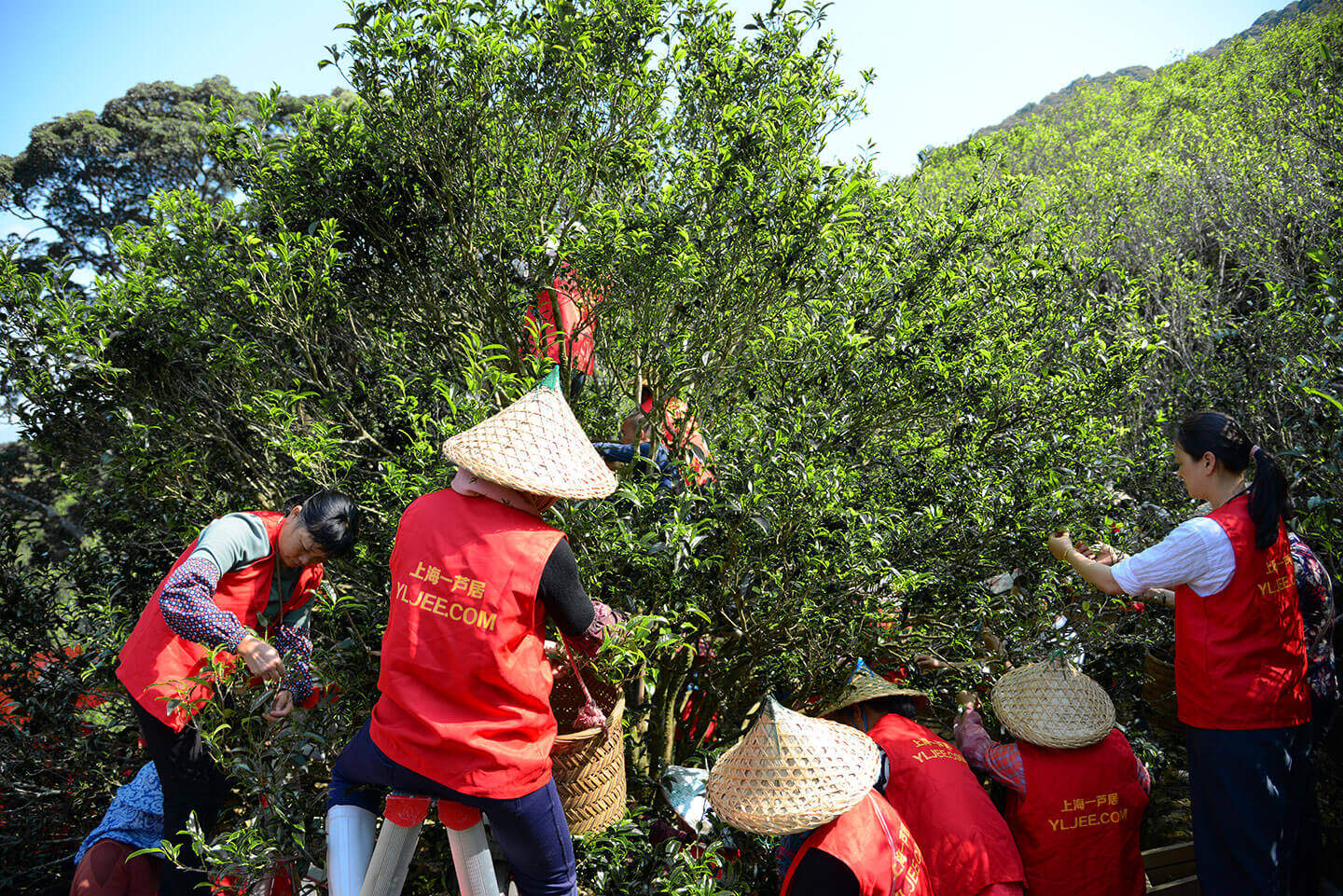 凤凰镇,一株老八仙茶树正在采摘