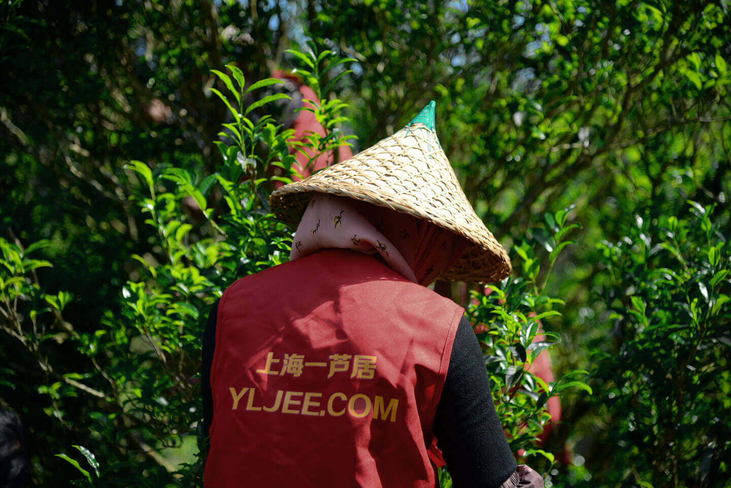 凤凰镇,一株老八仙茶树正在采摘