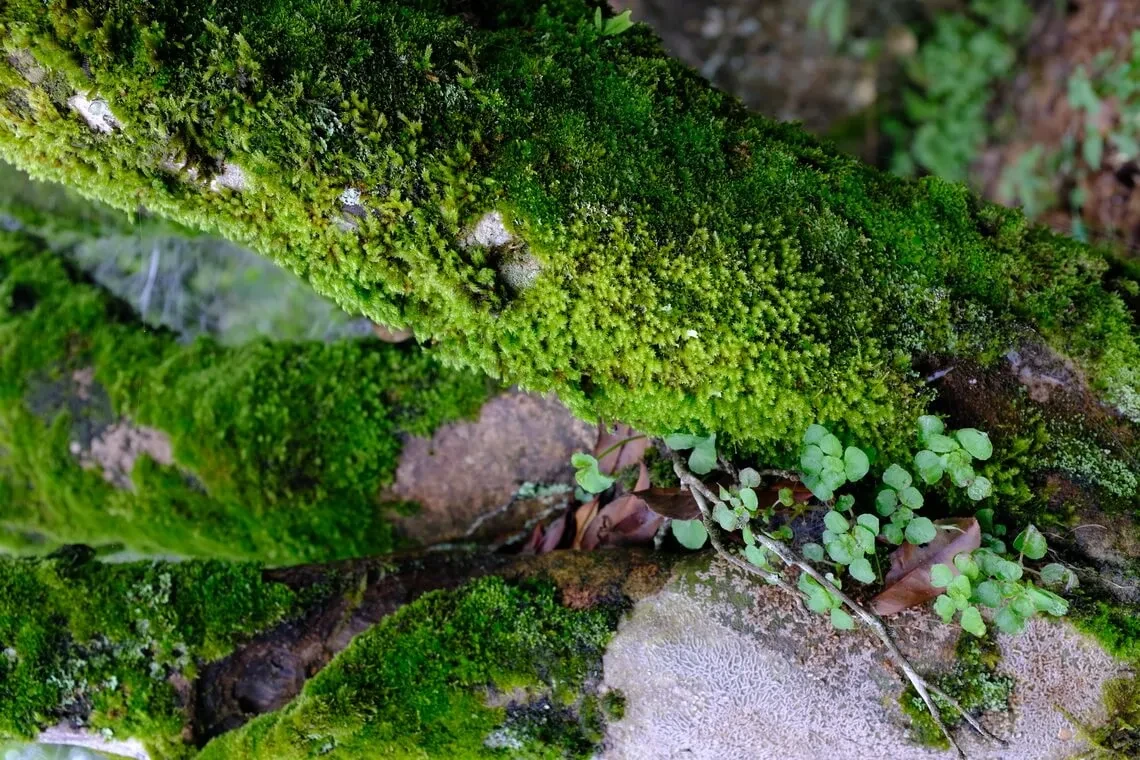 潮州凤凰山/古茶树