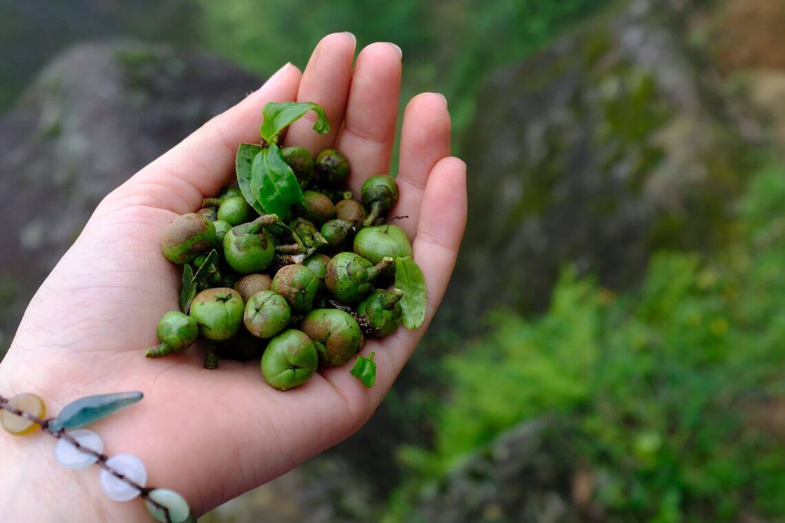 潮州/凤凰山