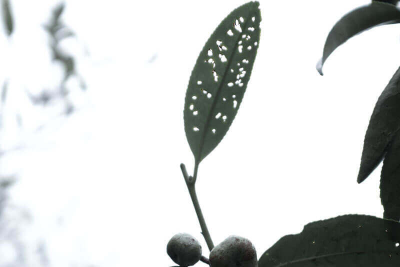 凤凰山/嗫尾蚁茶树