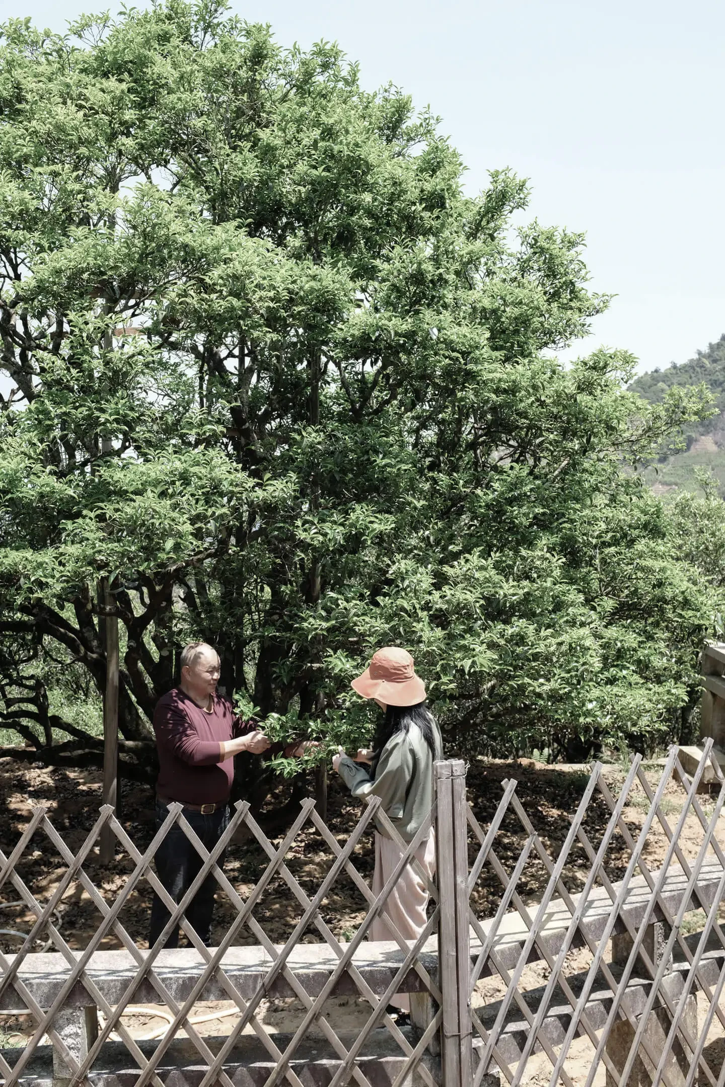 大庵村宋种单丛茶